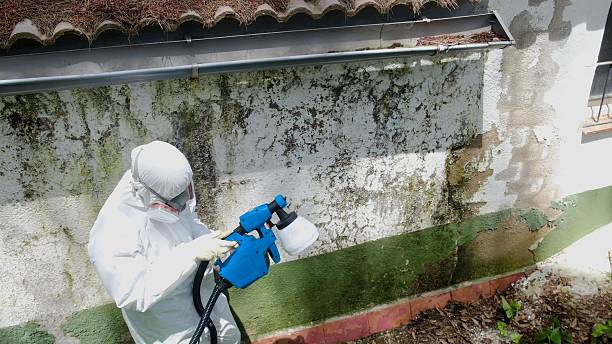 Top rated local Mold Cleanup specialists in Springfield, OR